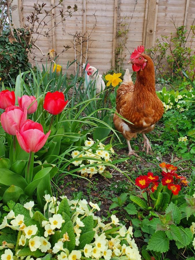 Beautiful 2 Bedroom Guest House With Private Pool In Lacock, Wiltshire エクステリア 写真